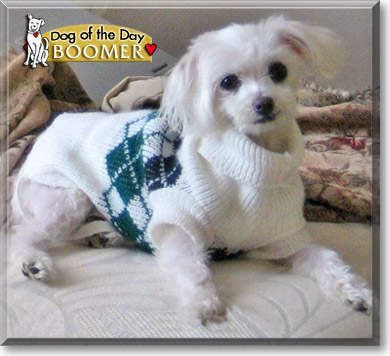 Boomer, the Dog of the Day Boomer, the Dog of the Day