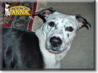 Anna, the Dog of the Day