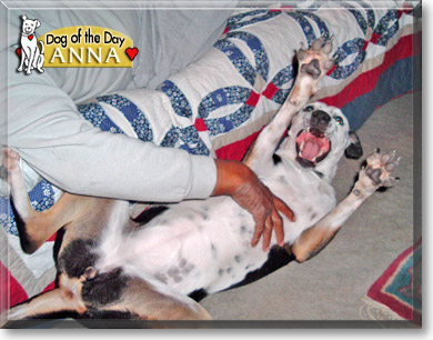 Anna, the Dog of the Day