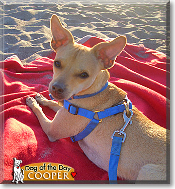 Cooper, the Dog of the Day