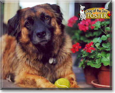 Foster, the Dog of the Day