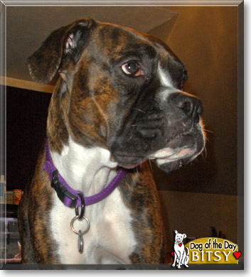 Bitsy, the Dog of the Day
