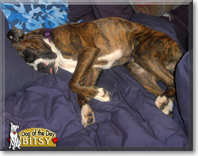 Bitsy, the Dog of the Day