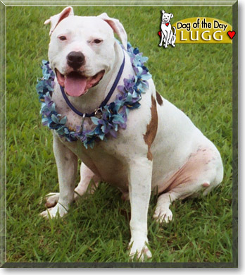 Lugg, the Dog of the Day