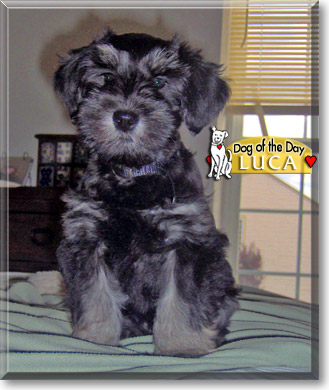 Luca, the Dog of the Day