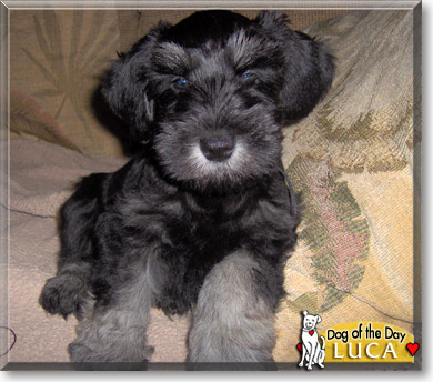Luca, the Dog of the Day