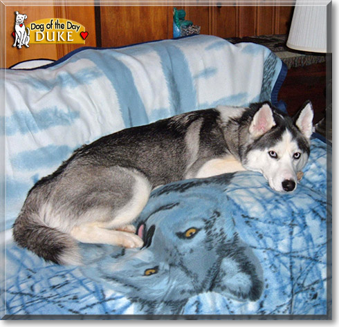 Duke, the Dog of the Day Duke, the Dog of the Day