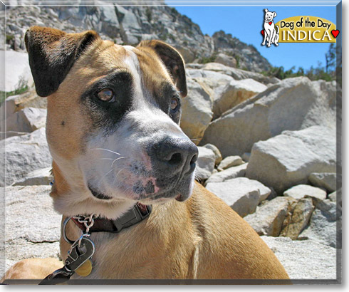 Indica, the Dog of the Day