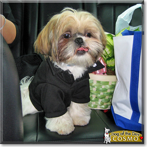 Cosmo, the Dog of the Day Cosmo, the Dog of the Day
