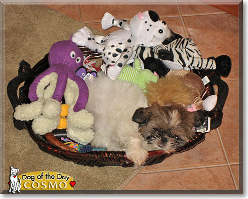Cosmo, the Dog of the Day
