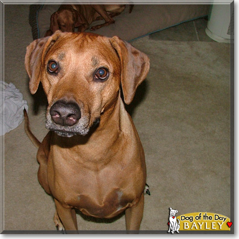 Bayley, the Dog of the Day