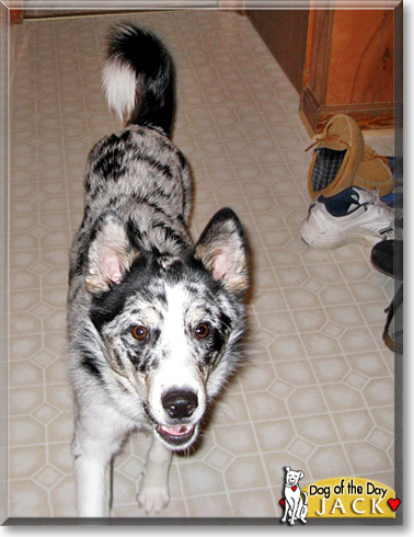 Jack, the Dog of the Day