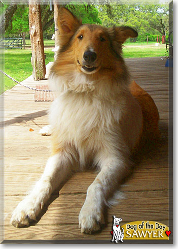 Sawyer, the Dog of the Day