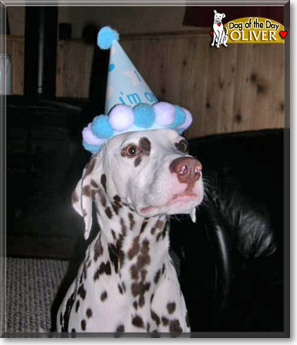 Oliver, the Dog of the Day