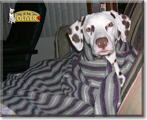 Oliver, the Dog of the Day