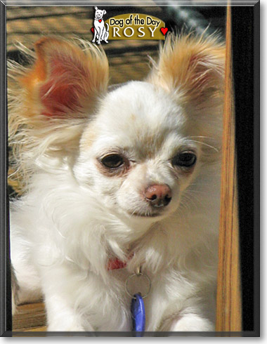 Rosy, the Dog of the Day