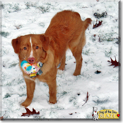 Blaze, the Dog of the Day