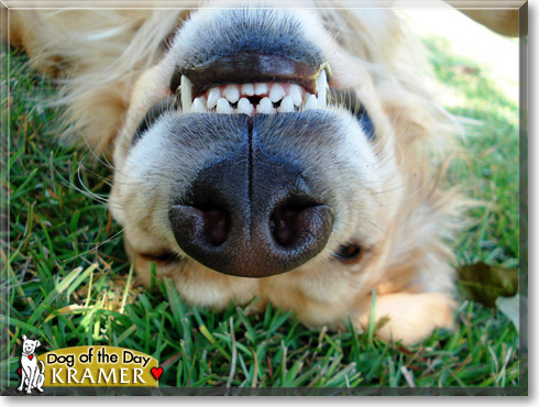 Kramer, the Dog of the Day