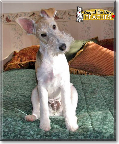Peaches, the Dog of the Day