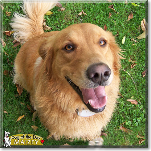 Maizey, the Dog of the Day
