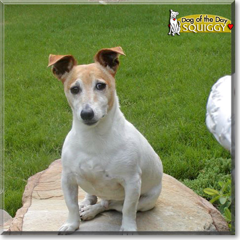 Squiggy, the Dog of the Day