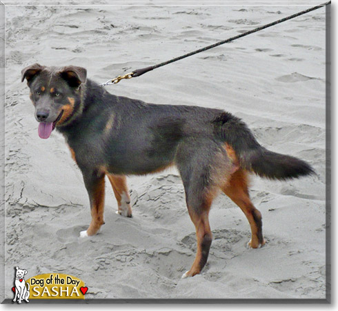 Sasha, the Dog of the Day