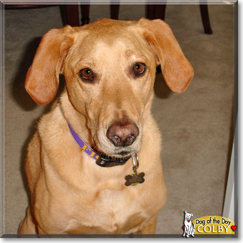 Colby, the Dog of the Day