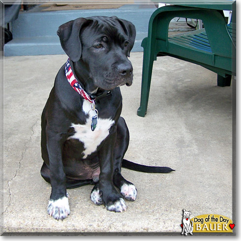 Bauer, the Dog of the Day