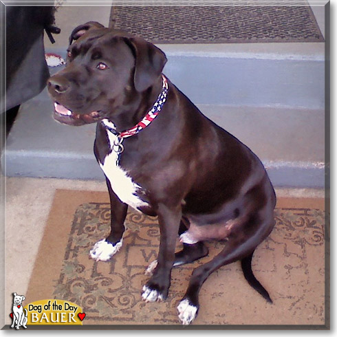 Bauer, the Dog of the Day