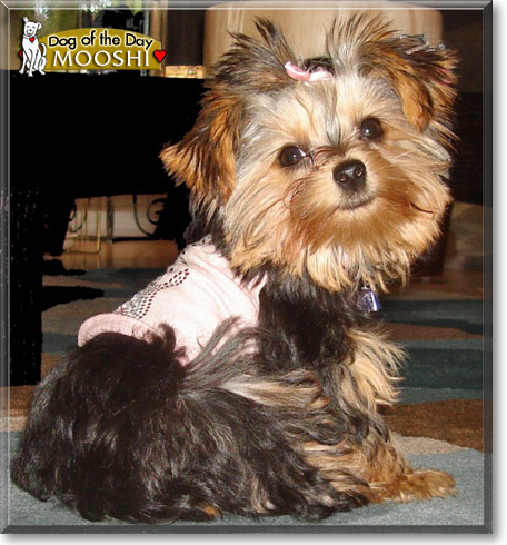 Mooshi, the Dog of the Day