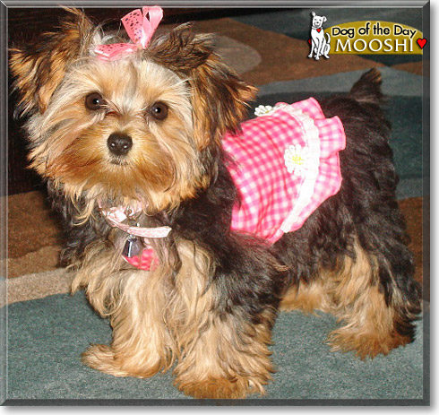 Mooshi, the Dog of the Day