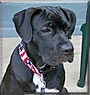 Bauer