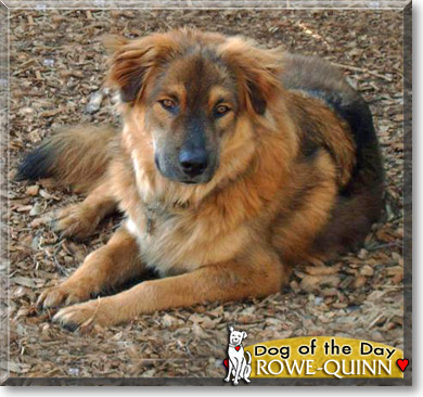 Rowe-Quinn, the Dog of the Day