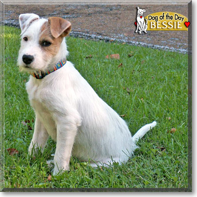 Bessie, the Dog of the Day