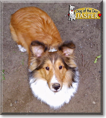 Jasper, the Dog of the Day