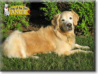 Angie, the Dog of the Day
