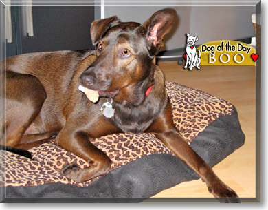Boo, the Dog of the Day