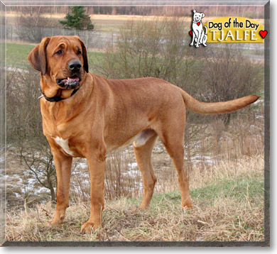 Tjalfe, the Dog of the Day