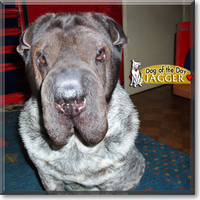 Jagger, the Dog of the Day