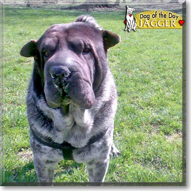 Jagger, the Dog of the Day