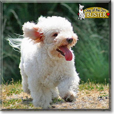 Buster, the Dog of the Day
