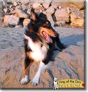 Piper Rose, the Dog of the Day