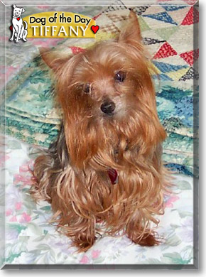 Tiffany, the Dog of the Day Tiffany, the Dog of the Day