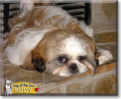 Rudy, the Dog of the Day