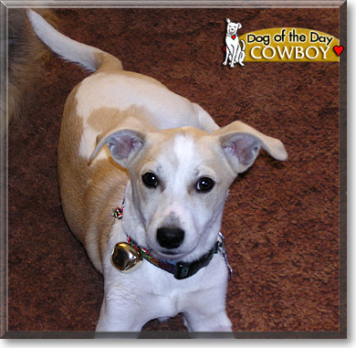 Cowboy, the Dog of the Day
