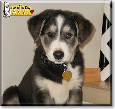 Axyl, the Dog of the Day