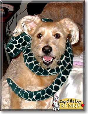 Kenny, the Dog of the Day