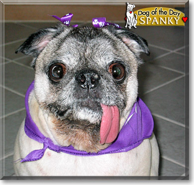 Spanky, the Dog of the Day Spanky, the Dog of the Day
