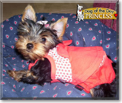 Princess, the Dog of the Day