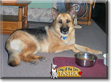 Tasha, the Dog of the Day